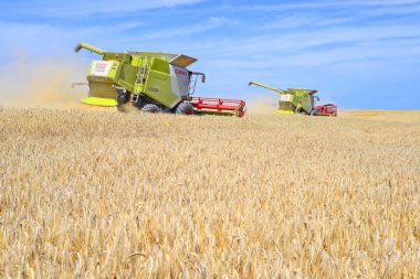combine harvesters working at wheat field, harvesting in the countryside