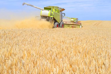 combine harvesters working at wheat field, harvesting in the countryside