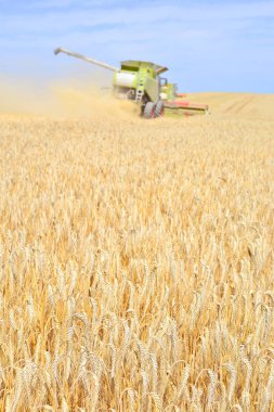 Buğday tarlasında çalışan hasatçıyı birleştirin, kırsal alanda hasat yapın.
