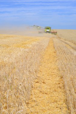 combine harvester working at wheat field, harvesting in the countryside