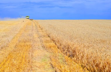 Buğday tarlasında çalışan hasatçıyı birleştirin, kırsal alanda hasat yapın.