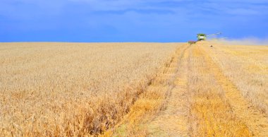 combine harvester working at wheat field, harvesting in the countryside