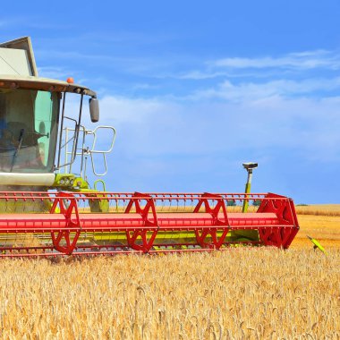 Buğday tarlasında çalışan hasatçıyı birleştirin, kırsal alanda hasat yapın.