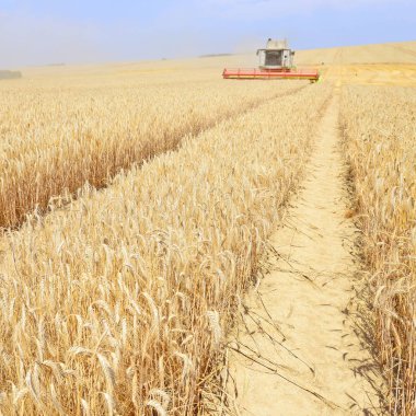 combine harvester working at wheat field, harvesting in the countryside
