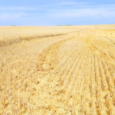 Buğday tarlası, tarım ve doğa geçmişi