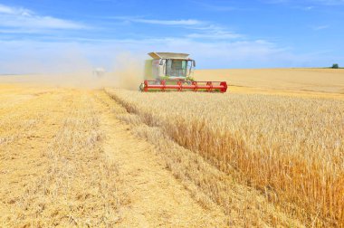 combine harvester working at wheat field, harvesting in the countryside