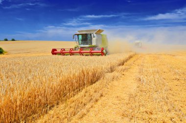 combine harvester working at wheat field, harvesting in the countryside