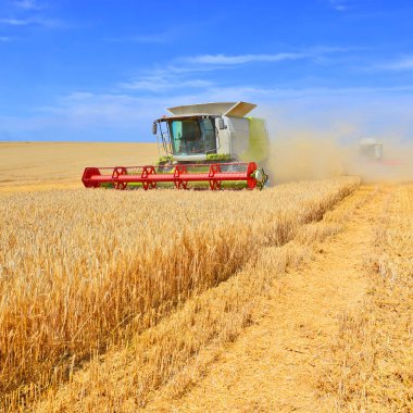 combine harvester working at wheat field, harvesting in the countryside