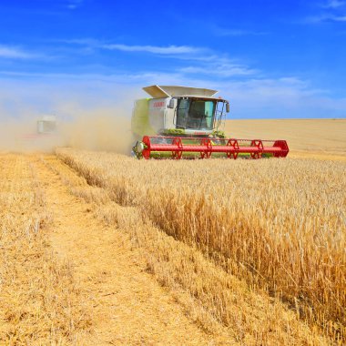 combine harvester working at wheat field, harvesting in the countryside