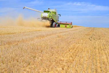 combine harvester working at wheat field, harvesting in the countryside