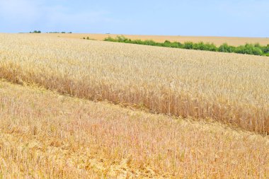 wheat field, agriculture and nature background