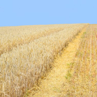 wheat field, agriculture and nature background