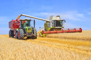 Tahıl hasat traktör römork tahıl tankına aşırı yükleme.