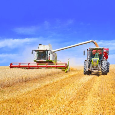 Tahıl hasat traktör römork tahıl tankına aşırı yükleme.