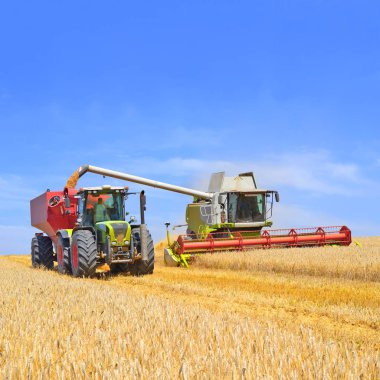 Tahıl hasat traktör römork tahıl tankına aşırı yükleme.