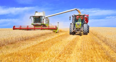 Tahıl hasat traktör römork tahıl tankına aşırı yükleme.