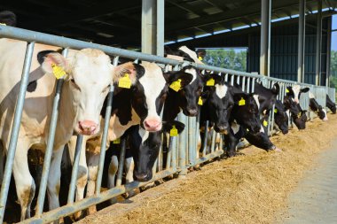 Kalush, Ukrayna - 31 Ekim 2018: Kalush kasabası yakınlarındaki bir mandıra çiftliğinde buzağıların içeriği.