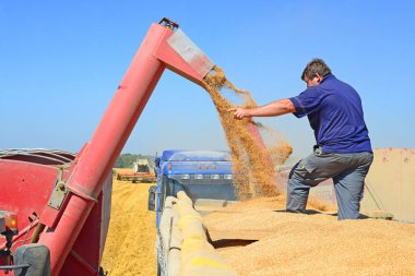 Tahıl hasat traktör römork tahıl tankına aşırı yükleme.