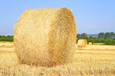Kırsal alanda saman hasat etmek