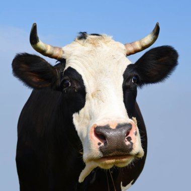 Çayırdaki güzel siyah beyaz ineğe yaklaş.