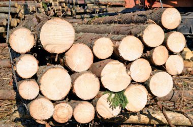 İşlem için günlükler oluşturuldu