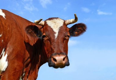 Çayırdaki güzel kahverengi ve beyaz ineğe yaklaş.