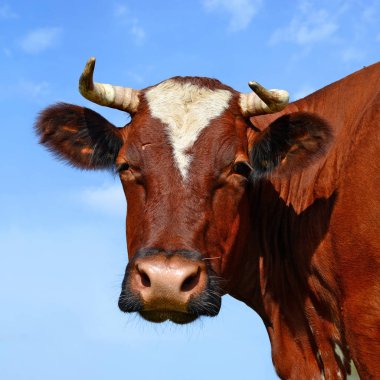 Çayırdaki güzel kahverengi ve beyaz ineğe yaklaş.