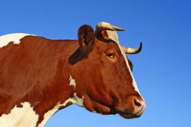 Çayırdaki güzel kahverengi ve beyaz ineğe yaklaş.