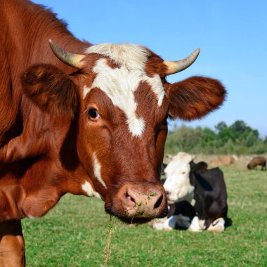 close up of cows on summer pasture
