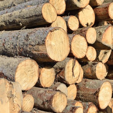 pile of wood logs, timber background
