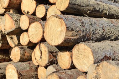 pile of wood logs, timber background