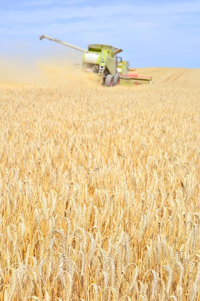 밀밭에서 일하며 시골에서 수확하는 수확꾼들의 — 스톡 사진