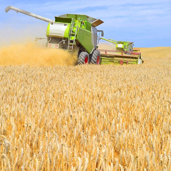 Buğday tarlasında çalışan hasatçıyı birleştirin, kırsal alanda hasat yapın.