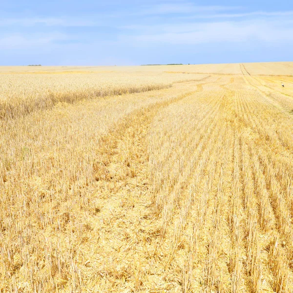 Weizenfeld Landwirtschaft Und Natur — Stockfoto