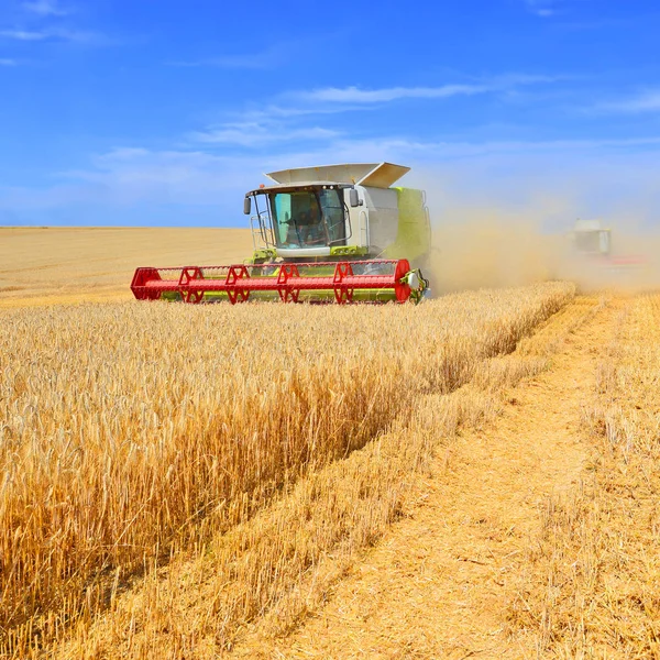 Combine Harvester Working Wheat Field Harvesting Countryside — Foto Stock