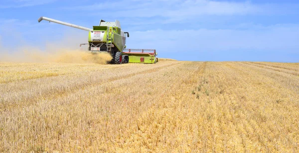 Combine Harvester Working Wheat Field Harvesting Countryside — Photo