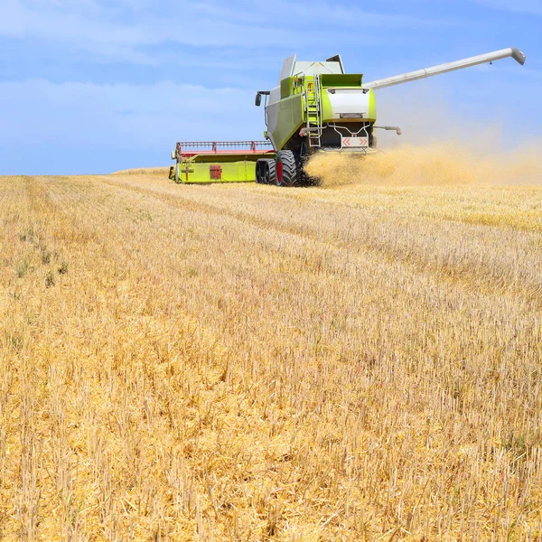 Combinare Mietitrebbia Che Lavora Nei Campi Grano Raccolta Campagna — Foto Stock