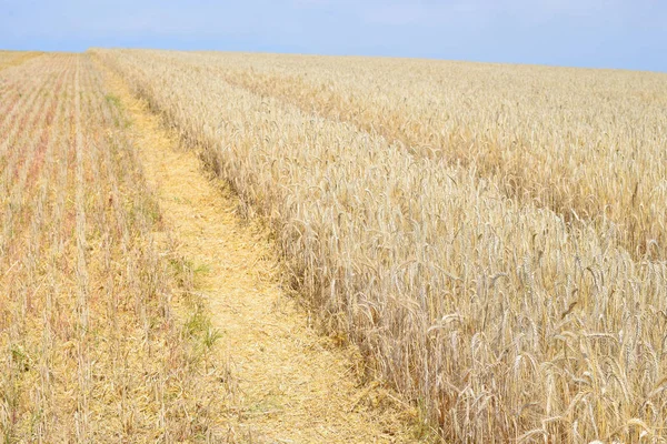 Pole Pszenicy Rolnictwo Środowisko Naturalne — Zdjęcie stockowe