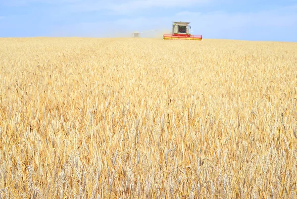 Combine Harvester Working Wheat Field Harvesting Countryside — Stockfoto