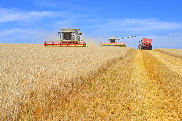 Combinare Mietitrebbie Che Lavorano Nei Campi Grano Raccolta Campagna — Foto Stock