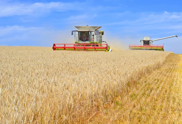 Combine Harvesters Working Wheat Field Harvesting Countryside — Fotografia de Stock