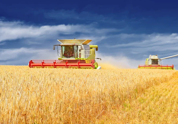 Combine Harvester Working Wheat Field Harvesting Countryside — 스톡 사진