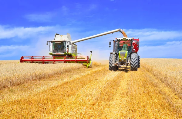 Tahıl hasat traktör römork tahıl tankına aşırı yükleme.