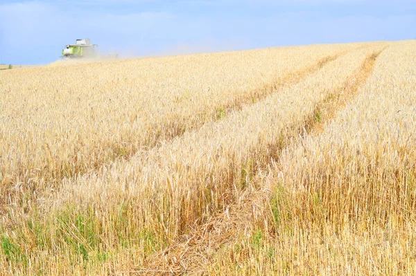 Combine Harvester Working Wheat Field Harvesting Countryside — Stock fotografie