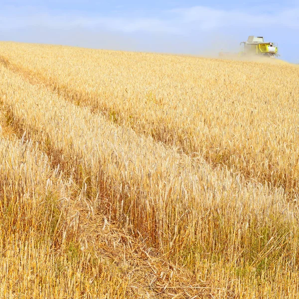 Combine Harvester Working Wheat Field Harvesting Countryside — Stock fotografie