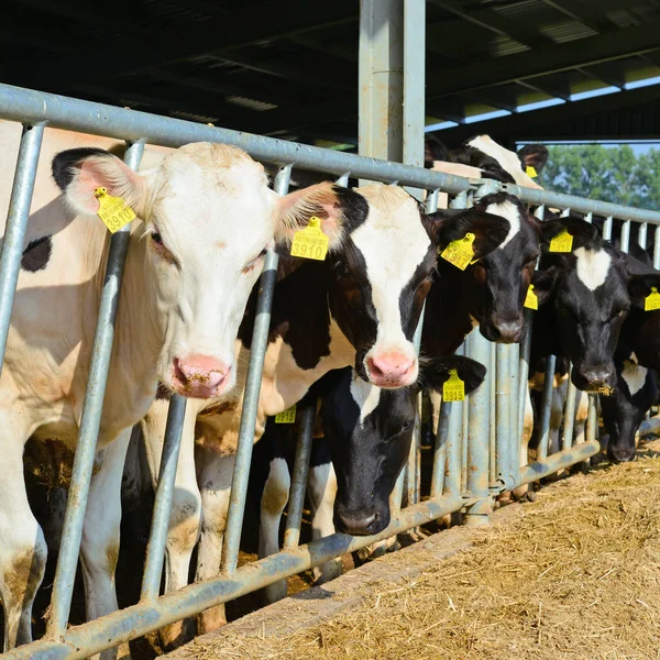 Kalush, Ukrayna - 31 Ekim 2018: Kalush kasabası yakınlarındaki bir mandıra çiftliğinde buzağıların içeriği.