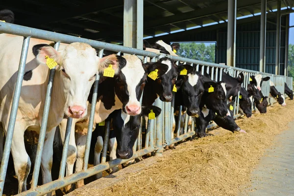 Kalush, Ukrayna - 31 Ekim 2018: Kalush kasabası yakınlarındaki bir mandıra çiftliğinde buzağıların içeriği.