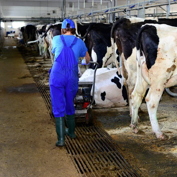 Kalush Ukraine July 2017 Milking Cows Dairy Farm Cowshed Milking — Foto de Stock