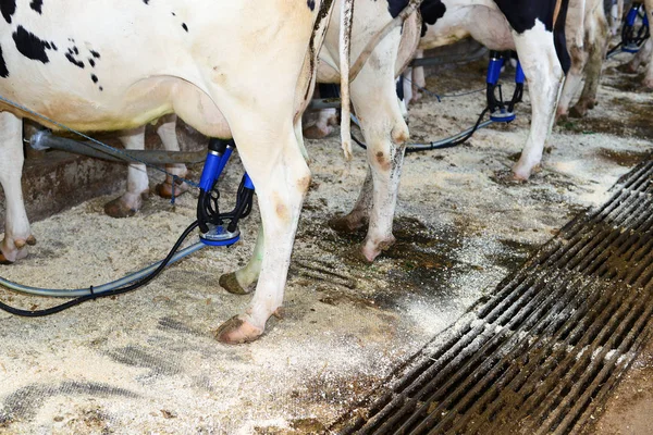 Kalush Ukraine July 2017 Milking Cows Dairy Farm Cowshed Milking — Foto de Stock