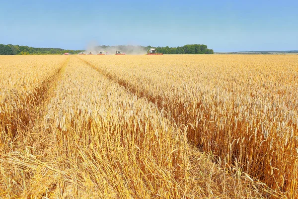 Combine Harvesters Working Wheat Field Harvesting Countryside — Stock fotografie